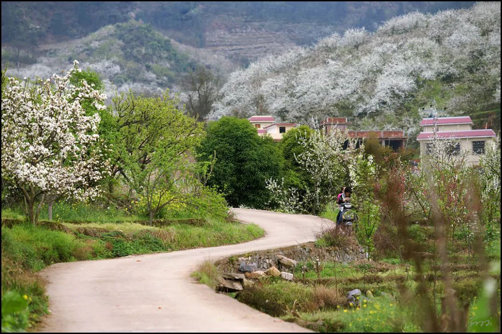 【春天，广西桂林灌阳县向您发出邀请！】我们在灌阳看梨花 - 游山玩水 - 绍兴生活社区 - 绍兴28生活网 sx.28life.com