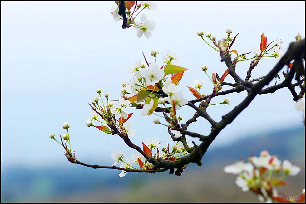 【春天，广西桂林灌阳县向您发出邀请！】我们在灌阳看梨花 - 游山玩水 - 绍兴生活社区 - 绍兴28生活网 sx.28life.com