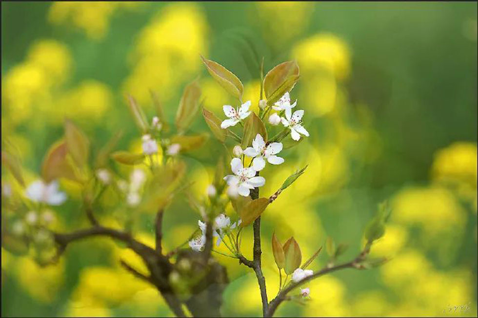 【春天，广西桂林灌阳县向您发出邀请！】我们在灌阳看梨花 - 游山玩水 - 绍兴生活社区 - 绍兴28生活网 sx.28life.com