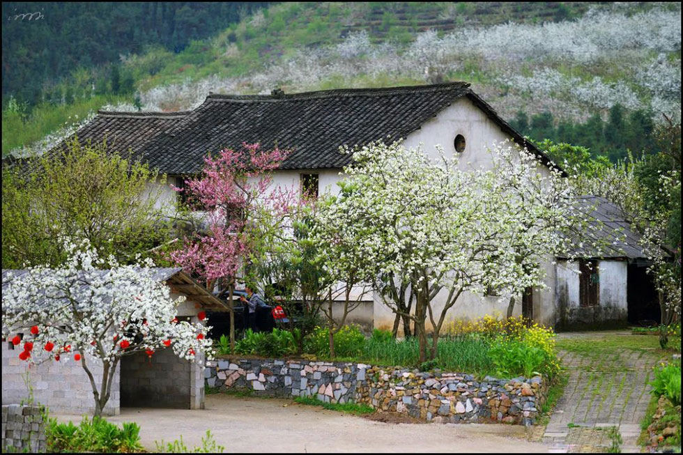 【春天，广西桂林灌阳县向您发出邀请！】我们在灌阳看梨花 - 游山玩水 - 绍兴生活社区 - 绍兴28生活网 sx.28life.com