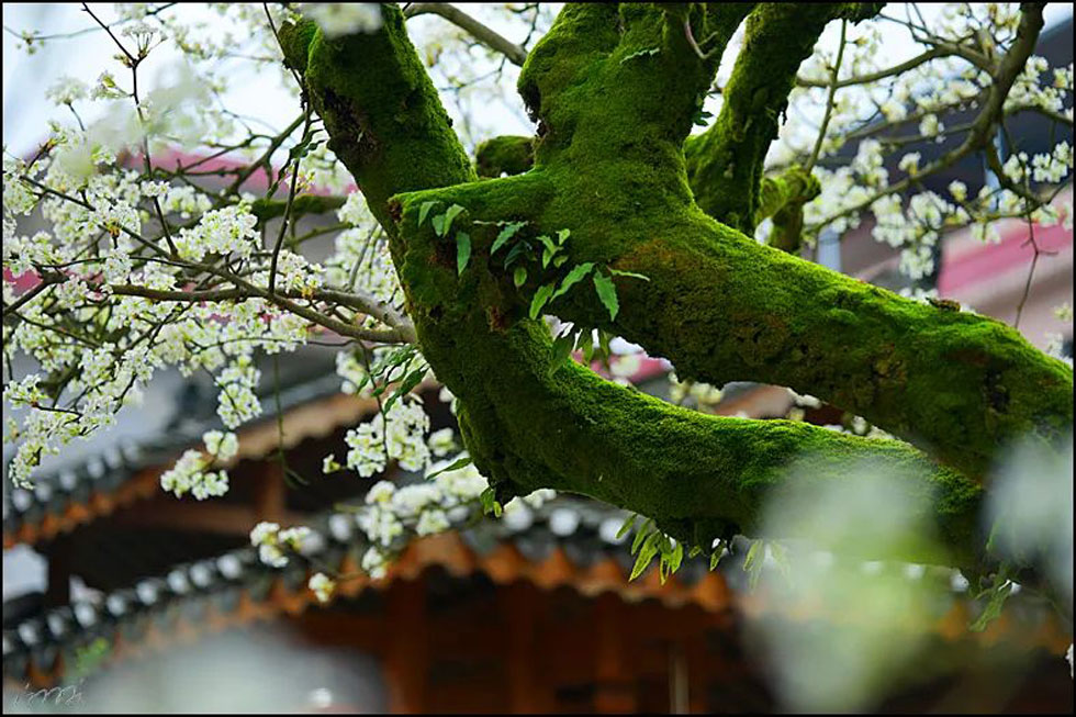 【春天，广西桂林灌阳县向您发出邀请！】我们在灌阳看梨花 - 游山玩水 - 绍兴生活社区 - 绍兴28生活网 sx.28life.com