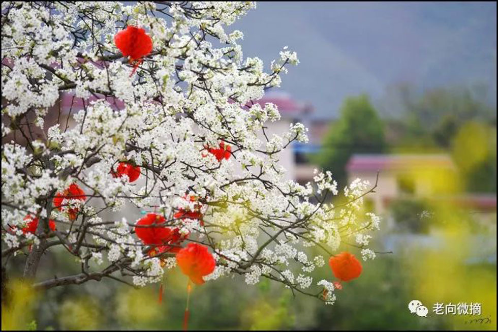 【春天，广西桂林灌阳县向您发出邀请！】我们在灌阳看梨花 - 游山玩水 - 绍兴生活社区 - 绍兴28生活网 sx.28life.com