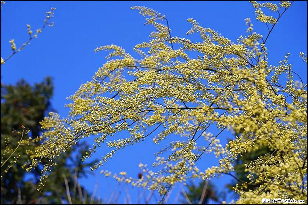 【春天,广西桂林灌阳县向您发出邀请!】米珠山前有片山苍子花在飘香 - 游山玩水 - 绍兴生活社区 - 绍兴28生活网 sx.28life.com