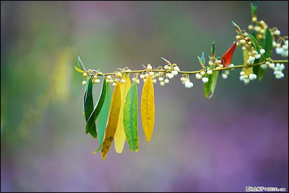 【春天,广西桂林灌阳县向您发出邀请!】米珠山前有片山苍子花在飘香 - 游山玩水 - 绍兴生活社区 - 绍兴28生活网 sx.28life.com