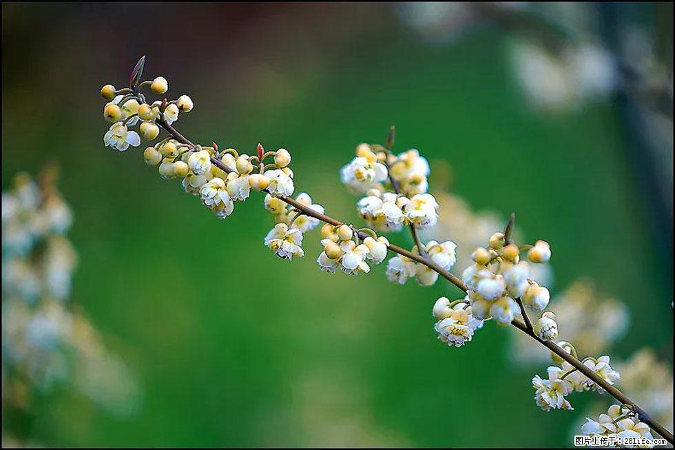 【春天,广西桂林灌阳县向您发出邀请!】米珠山前有片山苍子花在飘香 - 游山玩水 - 绍兴生活社区 - 绍兴28生活网 sx.28life.com