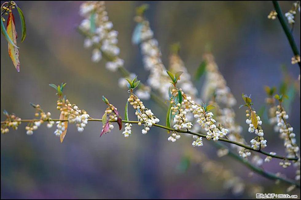 【春天,广西桂林灌阳县向您发出邀请!】米珠山前有片山苍子花在飘香 - 游山玩水 - 绍兴生活社区 - 绍兴28生活网 sx.28life.com