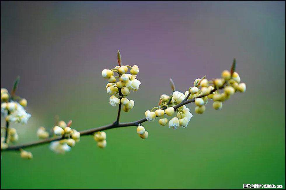【春天,广西桂林灌阳县向您发出邀请!】米珠山前有片山苍子花在飘香 - 游山玩水 - 绍兴生活社区 - 绍兴28生活网 sx.28life.com