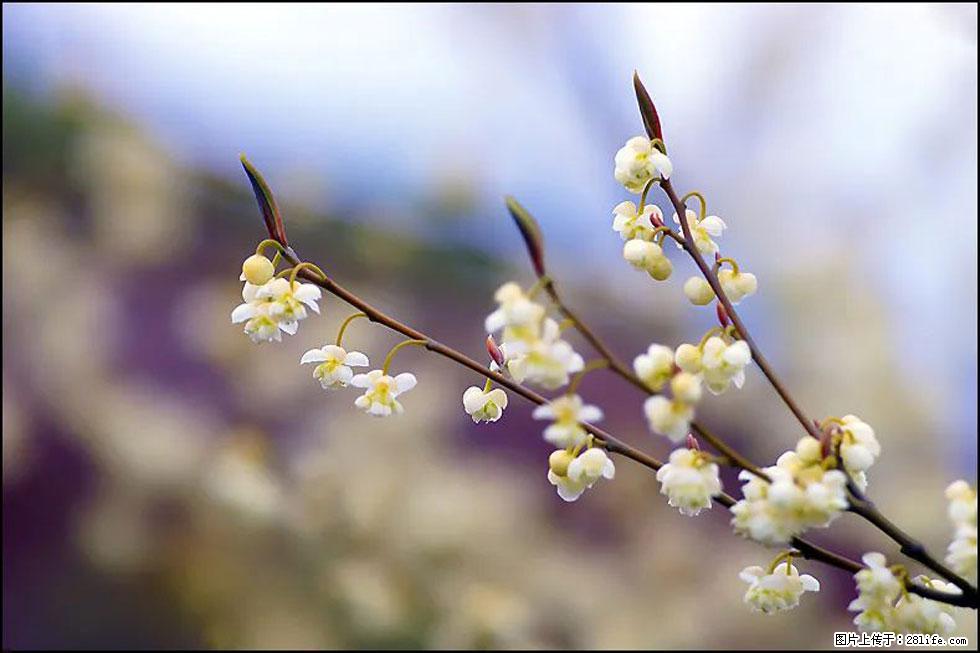 【春天,广西桂林灌阳县向您发出邀请!】米珠山前有片山苍子花在飘香 - 游山玩水 - 绍兴生活社区 - 绍兴28生活网 sx.28life.com