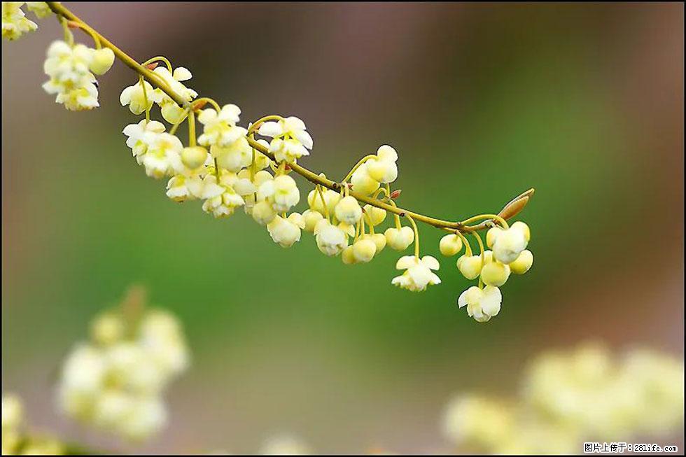 【春天,广西桂林灌阳县向您发出邀请!】米珠山前有片山苍子花在飘香 - 游山玩水 - 绍兴生活社区 - 绍兴28生活网 sx.28life.com