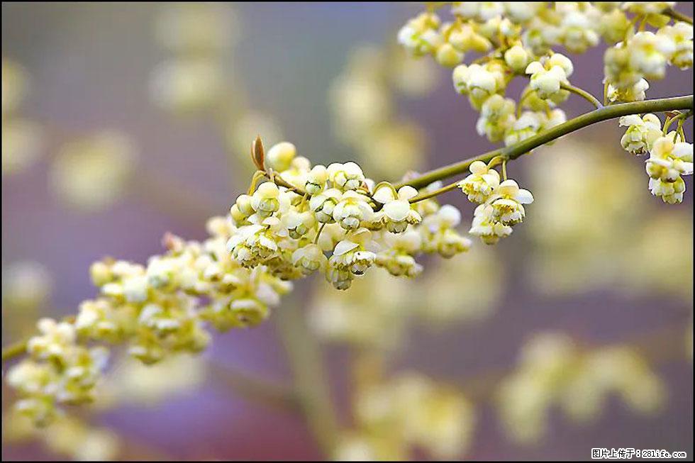 【春天,广西桂林灌阳县向您发出邀请!】米珠山前有片山苍子花在飘香 - 游山玩水 - 绍兴生活社区 - 绍兴28生活网 sx.28life.com