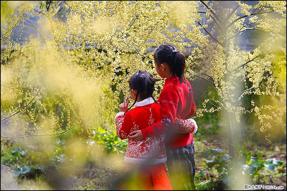 【春天,广西桂林灌阳县向您发出邀请!】米珠山前有片山苍子花在飘香 - 游山玩水 - 绍兴生活社区 - 绍兴28生活网 sx.28life.com