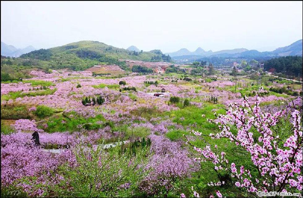 【春天,广西桂林灌阳县向您发出邀请!】官庄村有个醉美的桃花园 - 游山玩水 - 绍兴生活社区 - 绍兴28生活网 sx.28life.com