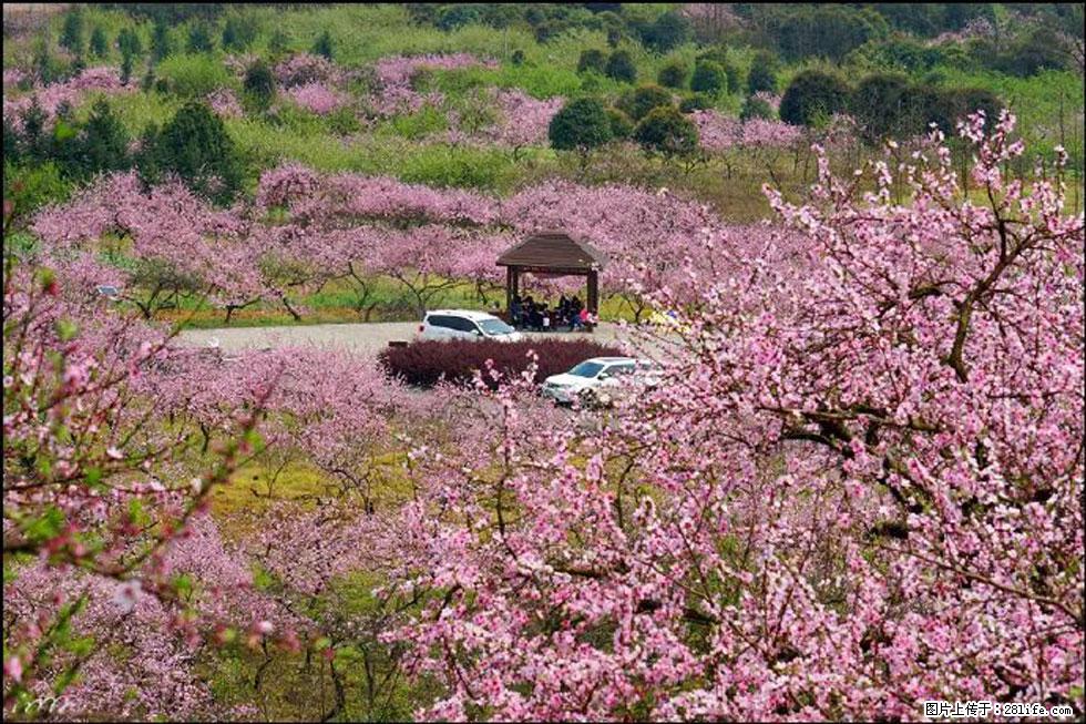 【春天,广西桂林灌阳县向您发出邀请!】官庄村有个醉美的桃花园 - 游山玩水 - 绍兴生活社区 - 绍兴28生活网 sx.28life.com