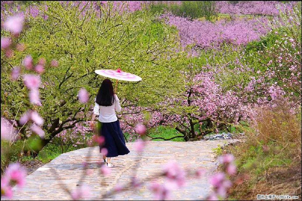【春天,广西桂林灌阳县向您发出邀请!】官庄村有个醉美的桃花园 - 游山玩水 - 绍兴生活社区 - 绍兴28生活网 sx.28life.com