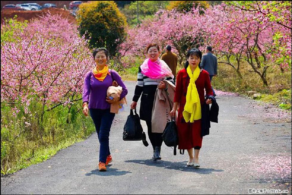 【春天,广西桂林灌阳县向您发出邀请!】官庄村有个醉美的桃花园 - 游山玩水 - 绍兴生活社区 - 绍兴28生活网 sx.28life.com