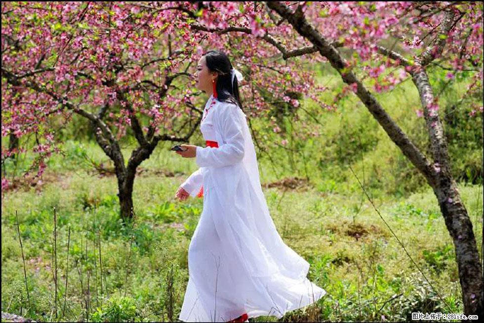 【春天,广西桂林灌阳县向您发出邀请!】官庄村有个醉美的桃花园 - 游山玩水 - 绍兴生活社区 - 绍兴28生活网 sx.28life.com