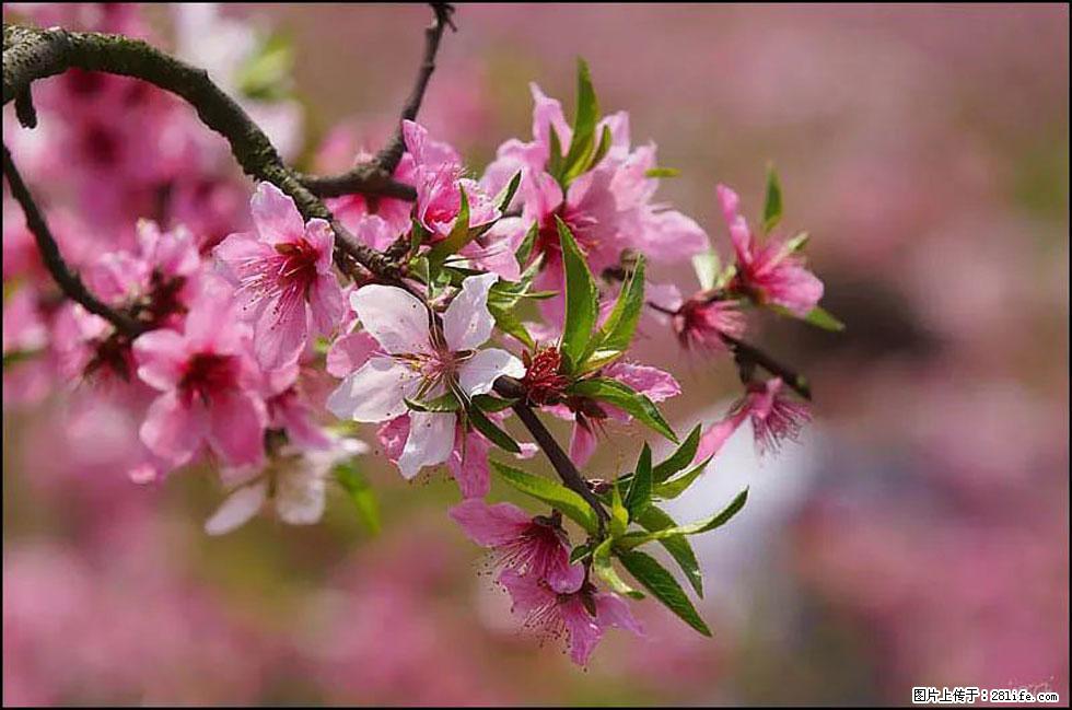 【春天,广西桂林灌阳县向您发出邀请!】官庄村有个醉美的桃花园 - 游山玩水 - 绍兴生活社区 - 绍兴28生活网 sx.28life.com