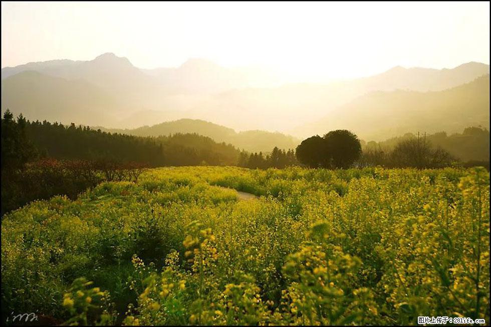 【春天，广西桂林灌阳县向您发出邀请！】长坪村油菜盛情花开 - 游山玩水 - 绍兴生活社区 - 绍兴28生活网 sx.28life.com