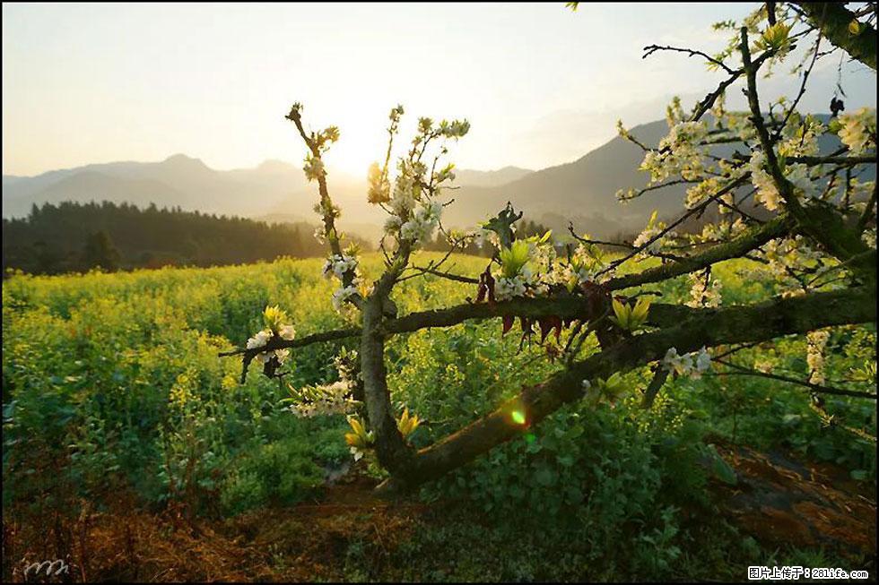 【春天，广西桂林灌阳县向您发出邀请！】长坪村油菜盛情花开 - 游山玩水 - 绍兴生活社区 - 绍兴28生活网 sx.28life.com