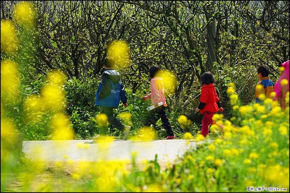 【春天，广西桂林灌阳县向您发出邀请！】长坪村油菜盛情花开 - 游山玩水 - 绍兴生活社区 - 绍兴28生活网 sx.28life.com