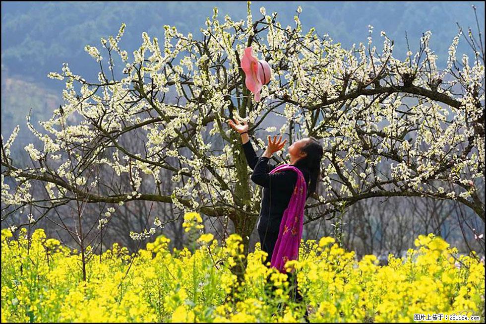 【春天，广西桂林灌阳县向您发出邀请！】长坪村油菜盛情花开 - 游山玩水 - 绍兴生活社区 - 绍兴28生活网 sx.28life.com