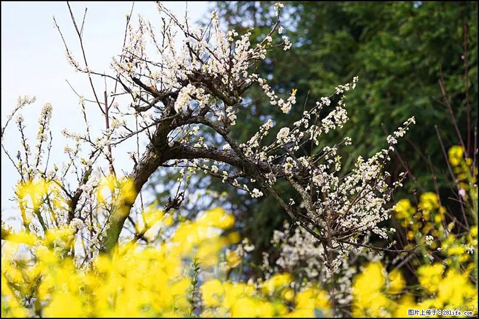 【春天，广西桂林灌阳县向您发出邀请！】长坪村油菜盛情花开 - 游山玩水 - 绍兴生活社区 - 绍兴28生活网 sx.28life.com