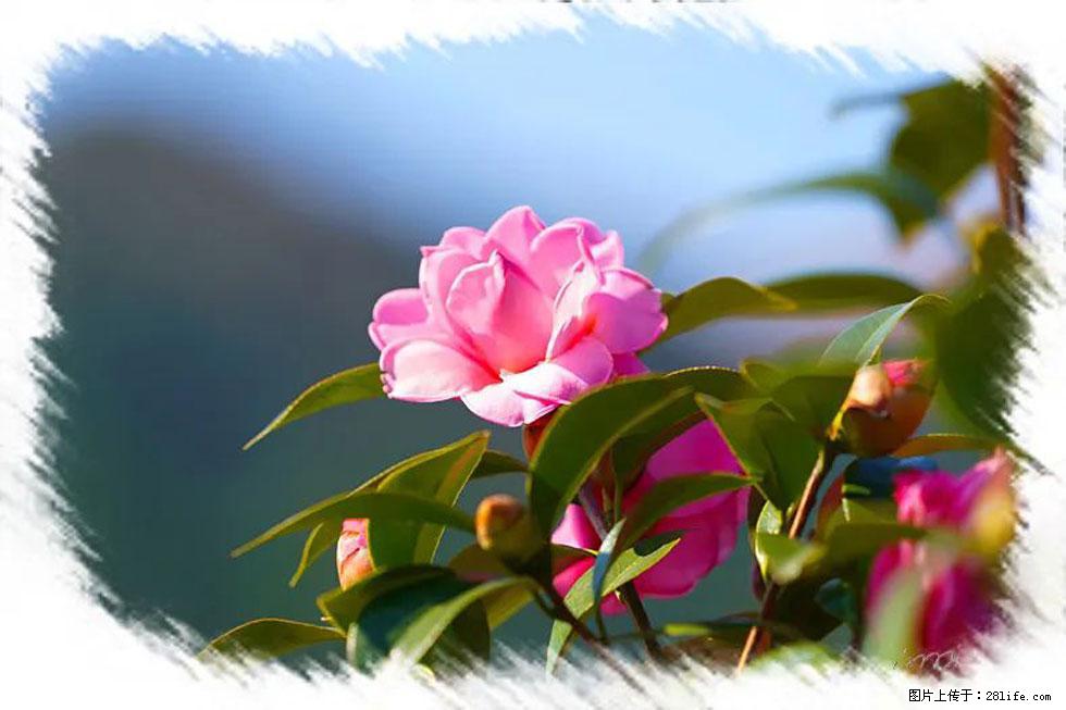 【春天，广西桂林灌阳县向您发出邀请！】杨柳井茶花惹人爱 - 游山玩水 - 绍兴生活社区 - 绍兴28生活网 sx.28life.com