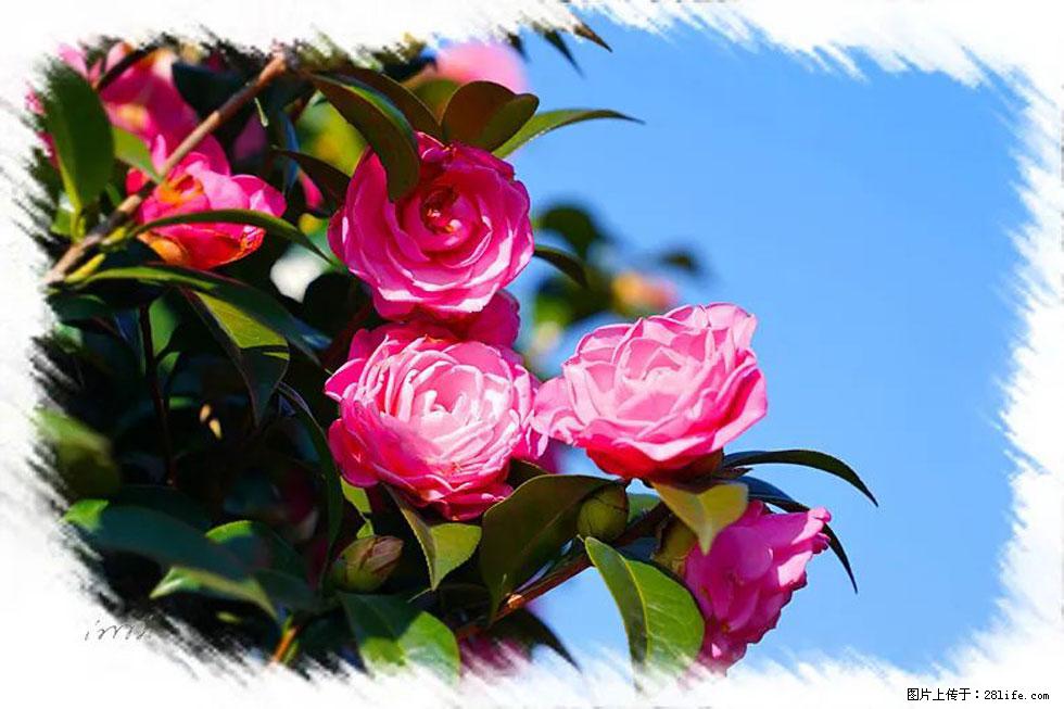 【春天，广西桂林灌阳县向您发出邀请！】杨柳井茶花惹人爱 - 游山玩水 - 绍兴生活社区 - 绍兴28生活网 sx.28life.com