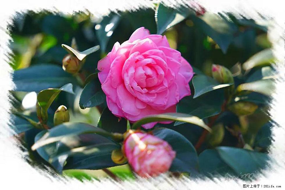 【春天，广西桂林灌阳县向您发出邀请！】杨柳井茶花惹人爱 - 游山玩水 - 绍兴生活社区 - 绍兴28生活网 sx.28life.com