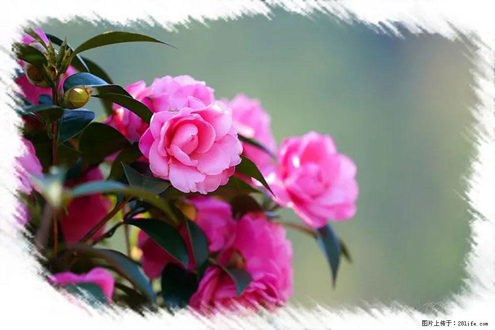 【春天，广西桂林灌阳县向您发出邀请！】杨柳井茶花惹人爱 - 游山玩水 - 绍兴生活社区 - 绍兴28生活网 sx.28life.com