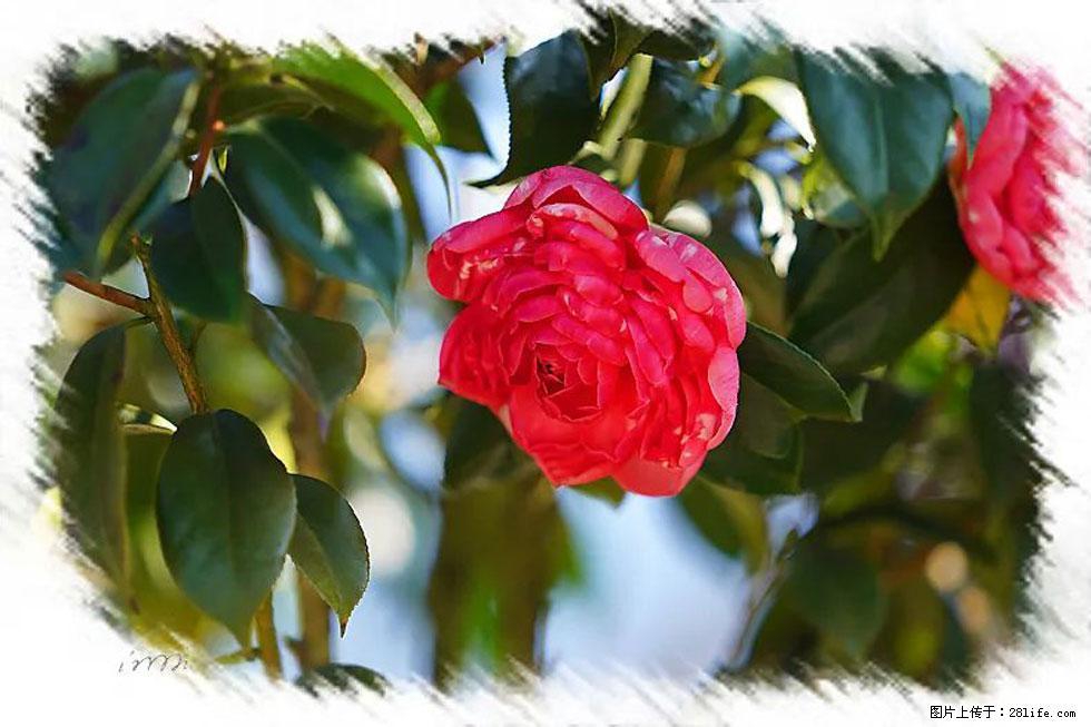 【春天，广西桂林灌阳县向您发出邀请！】杨柳井茶花惹人爱 - 游山玩水 - 绍兴生活社区 - 绍兴28生活网 sx.28life.com