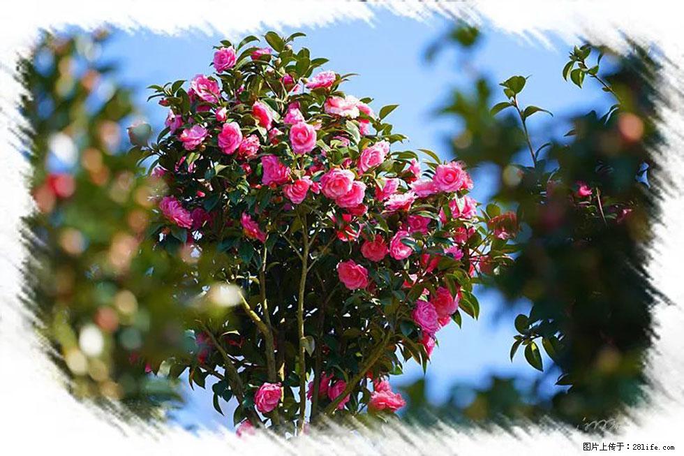 【春天，广西桂林灌阳县向您发出邀请！】杨柳井茶花惹人爱 - 游山玩水 - 绍兴生活社区 - 绍兴28生活网 sx.28life.com