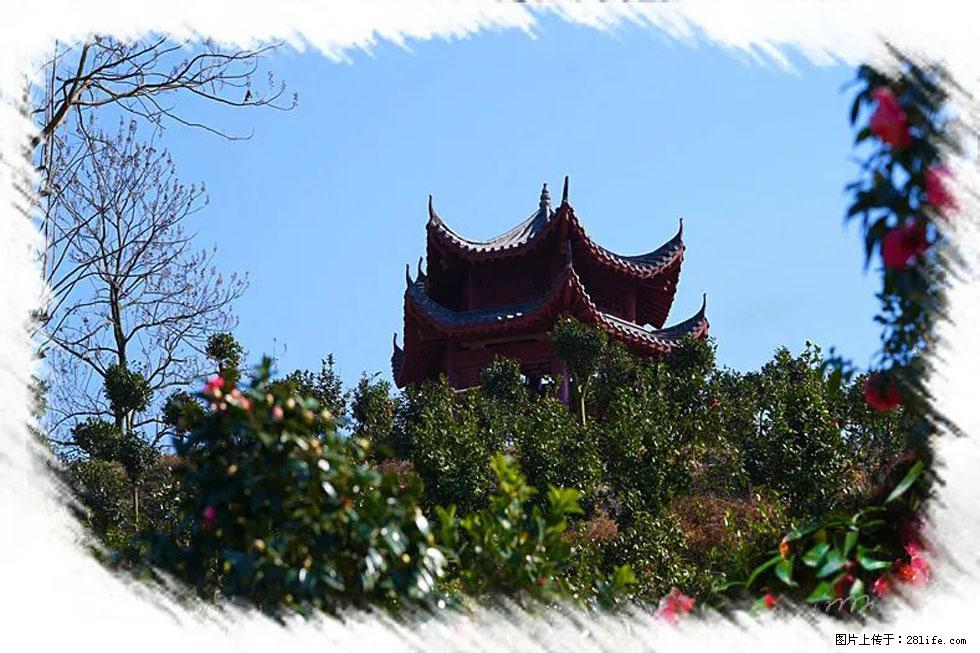 【春天，广西桂林灌阳县向您发出邀请！】杨柳井茶花惹人爱 - 游山玩水 - 绍兴生活社区 - 绍兴28生活网 sx.28life.com