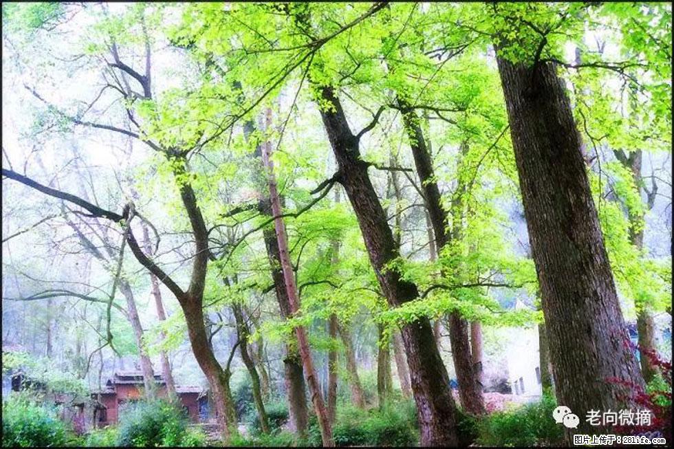 【春天,广西桂林灌阳县向您发出邀请!】在小龙村与春天约会 - 游山玩水 - 绍兴生活社区 - 绍兴28生活网 sx.28life.com