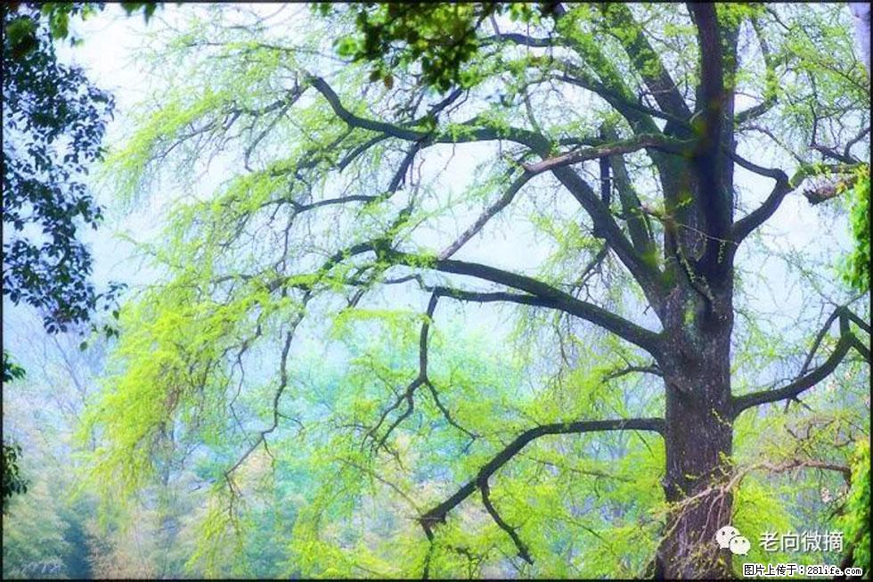 【春天,广西桂林灌阳县向您发出邀请!】在小龙村与春天约会 - 游山玩水 - 绍兴生活社区 - 绍兴28生活网 sx.28life.com