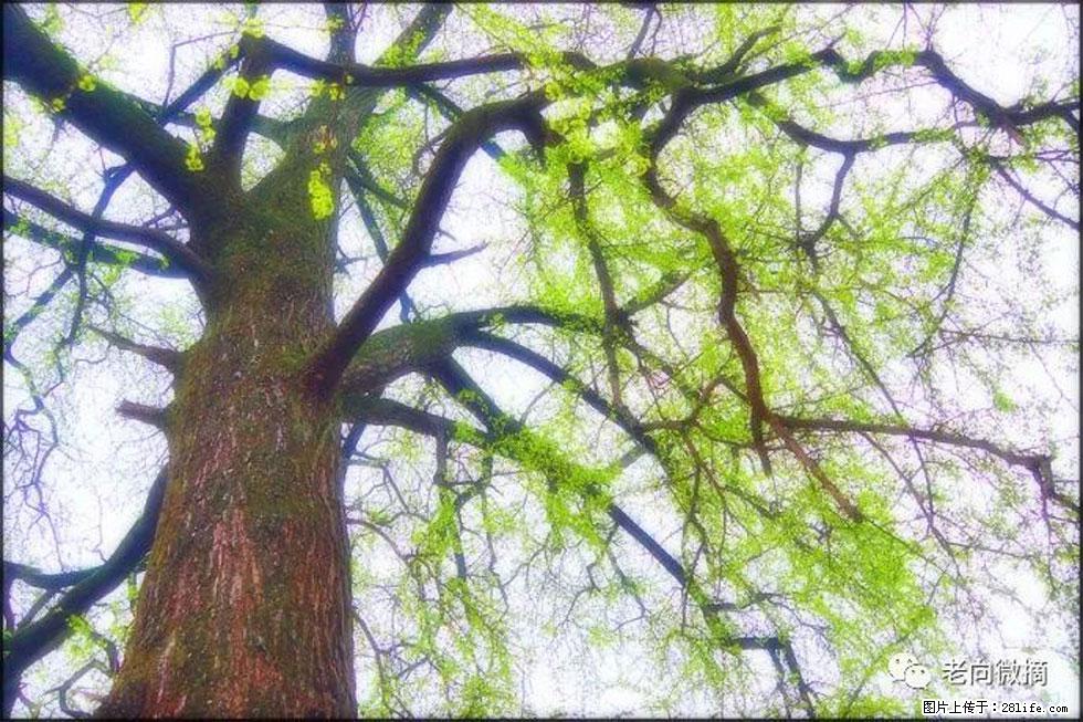 【春天,广西桂林灌阳县向您发出邀请!】在小龙村与春天约会 - 游山玩水 - 绍兴生活社区 - 绍兴28生活网 sx.28life.com