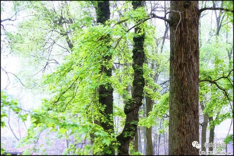 【春天,广西桂林灌阳县向您发出邀请!】在小龙村与春天约会 - 游山玩水 - 绍兴生活社区 - 绍兴28生活网 sx.28life.com