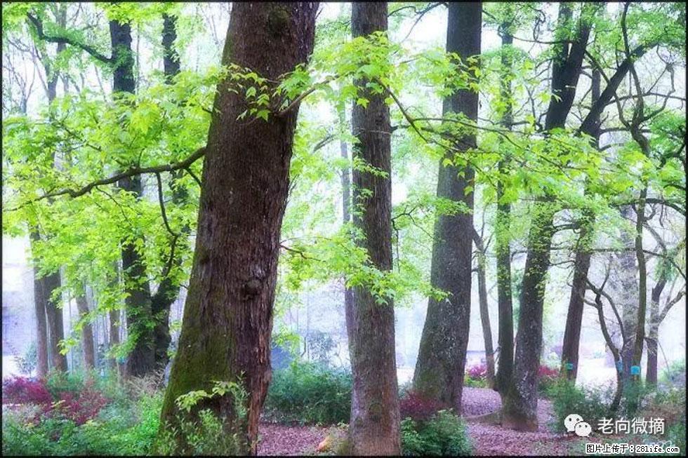 【春天,广西桂林灌阳县向您发出邀请!】在小龙村与春天约会 - 游山玩水 - 绍兴生活社区 - 绍兴28生活网 sx.28life.com