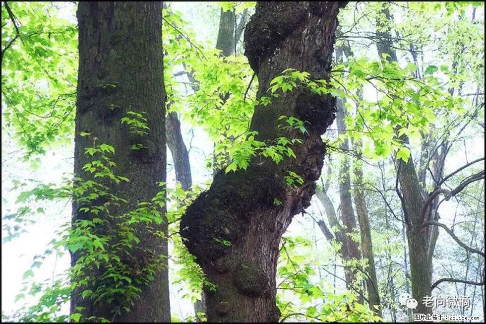 【春天,广西桂林灌阳县向您发出邀请!】在小龙村与春天约会 - 游山玩水 - 绍兴生活社区 - 绍兴28生活网 sx.28life.com