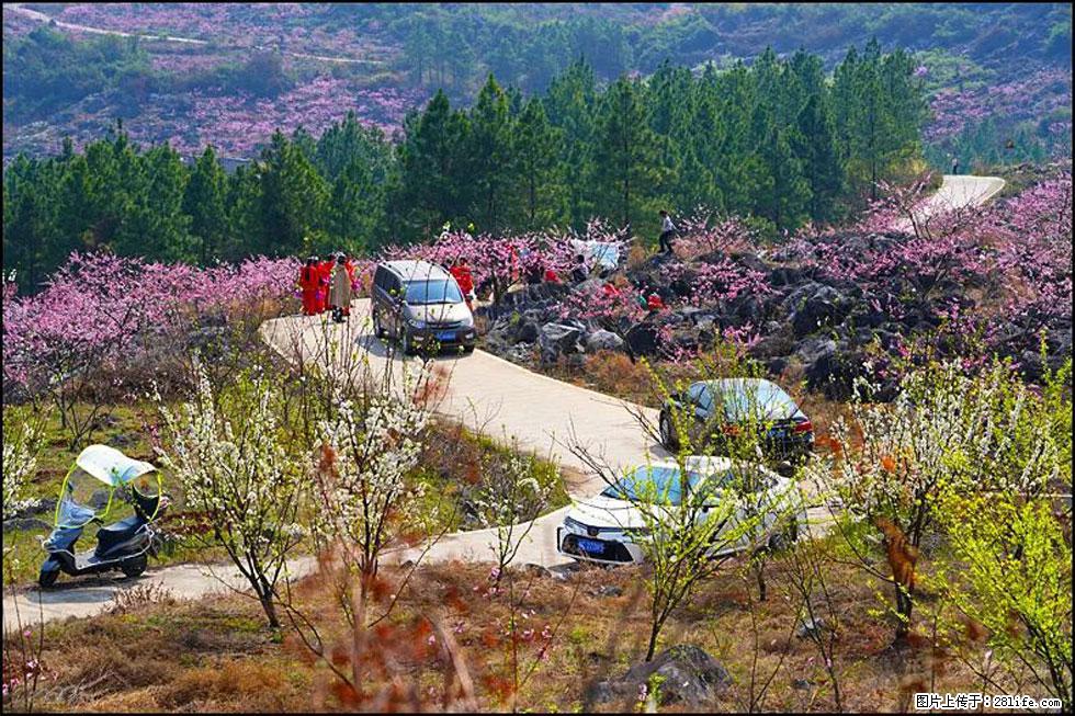 【春天,广西桂林灌阳县向您发出邀请!】望月岭上桃花开 - 游山玩水 - 绍兴生活社区 - 绍兴28生活网 sx.28life.com