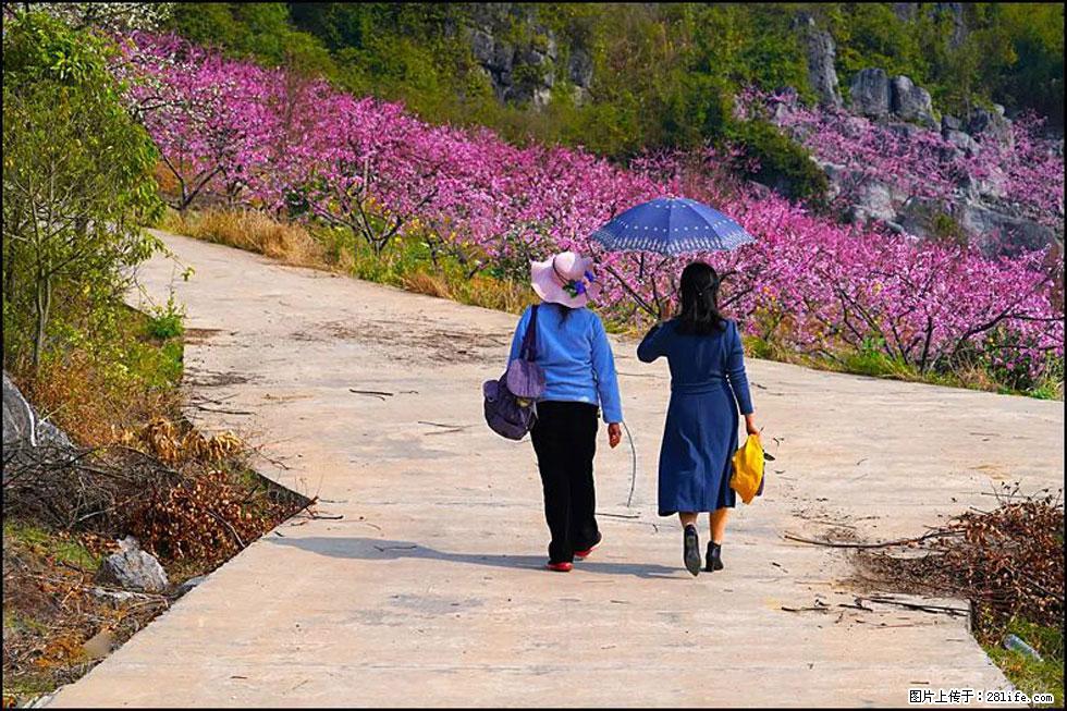 【春天,广西桂林灌阳县向您发出邀请!】望月岭上桃花开 - 游山玩水 - 绍兴生活社区 - 绍兴28生活网 sx.28life.com
