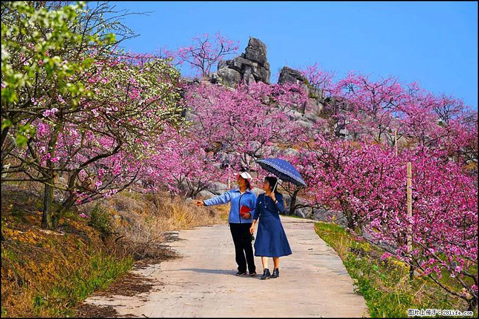 【春天,广西桂林灌阳县向您发出邀请!】望月岭上桃花开 - 游山玩水 - 绍兴生活社区 - 绍兴28生活网 sx.28life.com