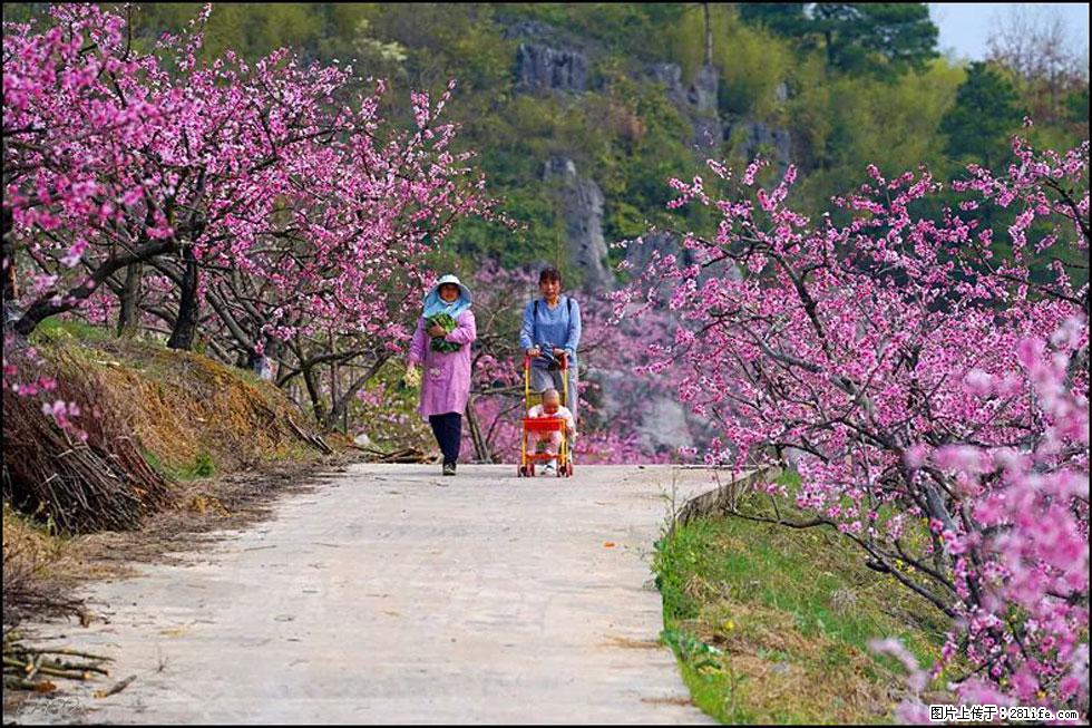 【春天,广西桂林灌阳县向您发出邀请!】望月岭上桃花开 - 游山玩水 - 绍兴生活社区 - 绍兴28生活网 sx.28life.com