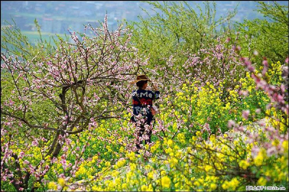 【春天,广西桂林灌阳县向您发出邀请!】望月岭上桃花开 - 游山玩水 - 绍兴生活社区 - 绍兴28生活网 sx.28life.com