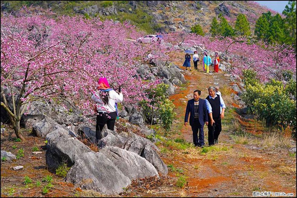 【春天,广西桂林灌阳县向您发出邀请!】望月岭上桃花开 - 游山玩水 - 绍兴生活社区 - 绍兴28生活网 sx.28life.com