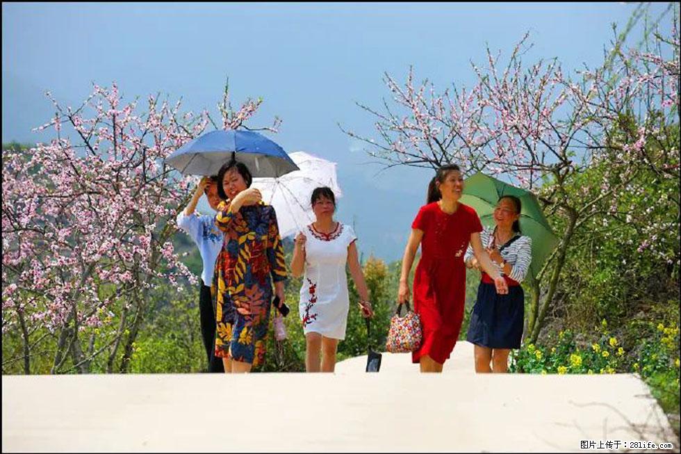 【春天,广西桂林灌阳县向您发出邀请!】望月岭上桃花开 - 游山玩水 - 绍兴生活社区 - 绍兴28生活网 sx.28life.com