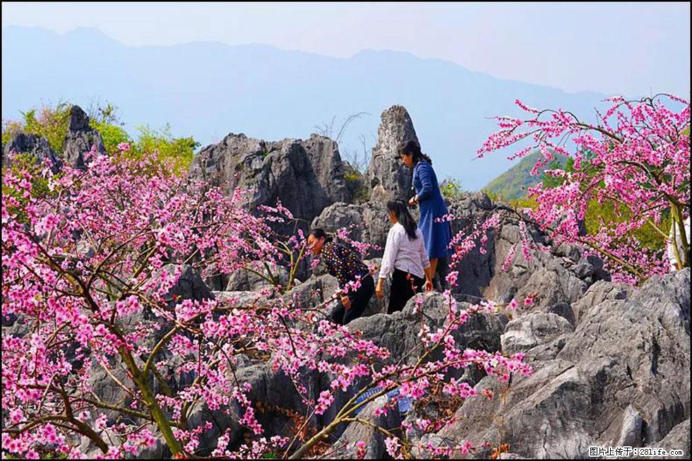 【春天,广西桂林灌阳县向您发出邀请!】望月岭上桃花开 - 游山玩水 - 绍兴生活社区 - 绍兴28生活网 sx.28life.com