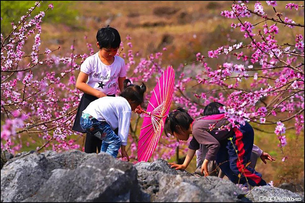 【春天,广西桂林灌阳县向您发出邀请!】望月岭上桃花开 - 游山玩水 - 绍兴生活社区 - 绍兴28生活网 sx.28life.com