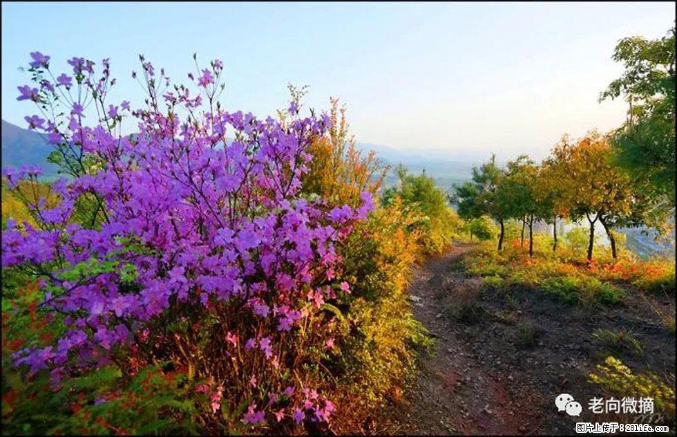 【春天,广西桂林灌阳县向您发出邀请!】登麒麟山,相约映山红 - 游山玩水 - 绍兴生活社区 - 绍兴28生活网 sx.28life.com