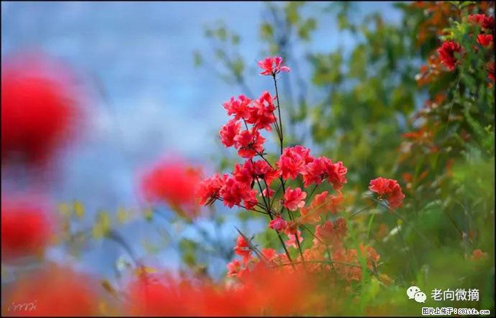 【春天,广西桂林灌阳县向您发出邀请!】登麒麟山,相约映山红 - 游山玩水 - 绍兴生活社区 - 绍兴28生活网 sx.28life.com